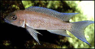 Neolamprologus christyi